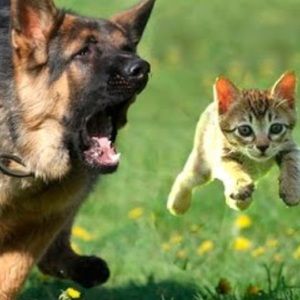 Meet your Posher, Bennett